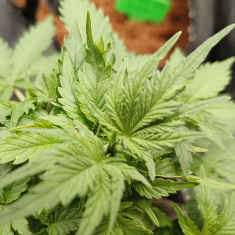 Lucky growlog timeline photo