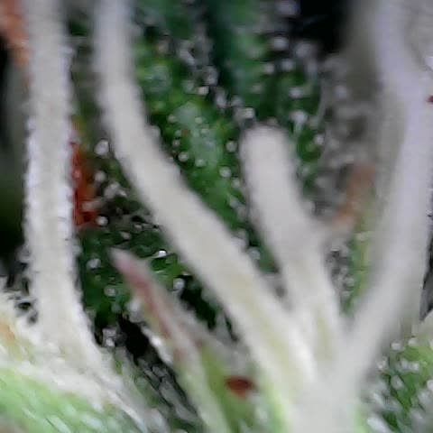 Gelato #420 growlog timeline photo