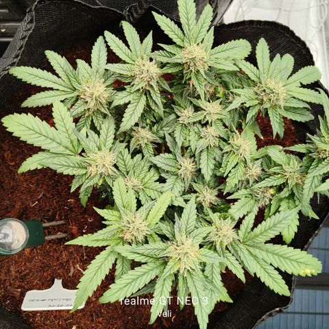 Gelato #420 growlog timeline photo