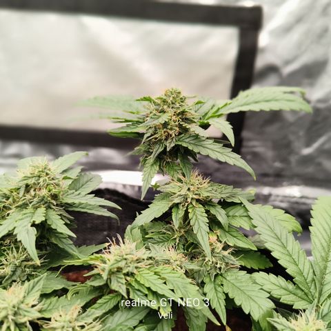 Gelato #420 growlog timeline photo