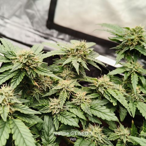 Gelato #420 growlog timeline photo
