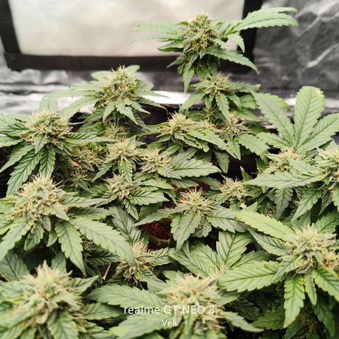 Gelato #420 growlog timeline photo
