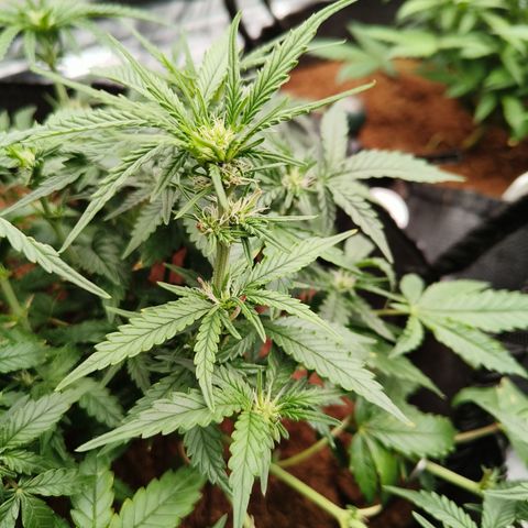 Tangerine Sorbet growlog timeline photo