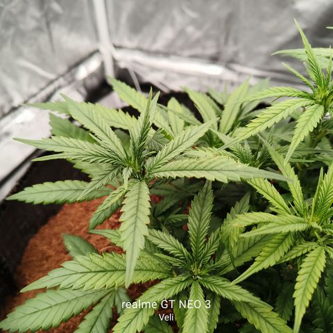 Atomical Haze growlog timeline photo