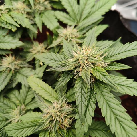 Gelato #420 growlog timeline photo