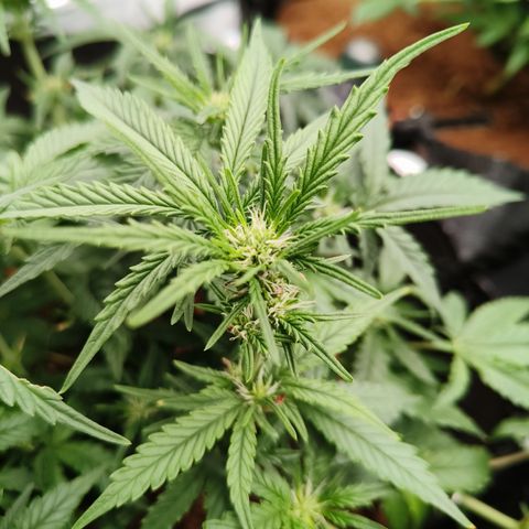 Tangerine Sorbet growlog timeline photo