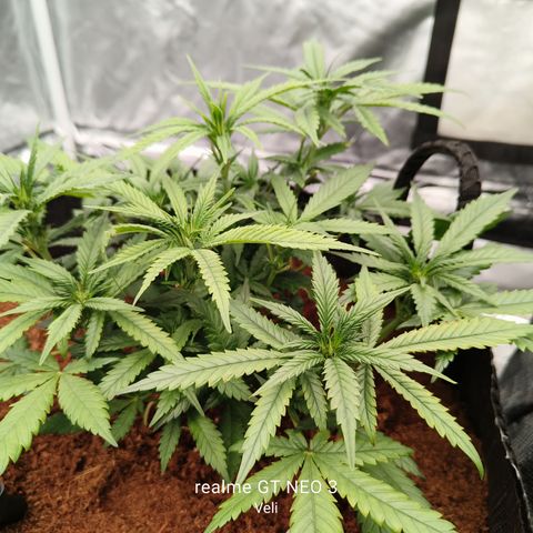 Atomical Haze growlog timeline photo