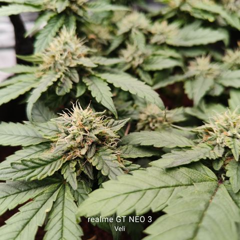 Gelato #420 growlog timeline photo