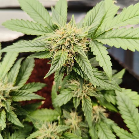 Gelato #420 growlog timeline photo
