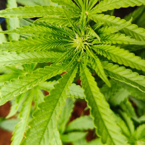 runz x layer cake growlog timeline photo