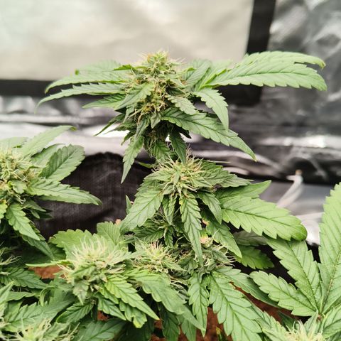 Gelato #420 growlog timeline photo