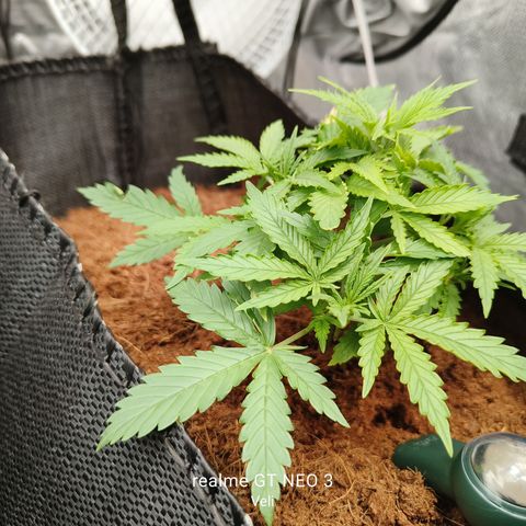 Big Bud Automatic growlog timeline photo