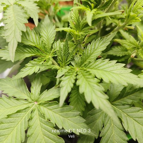 Lucky growlog timeline photo