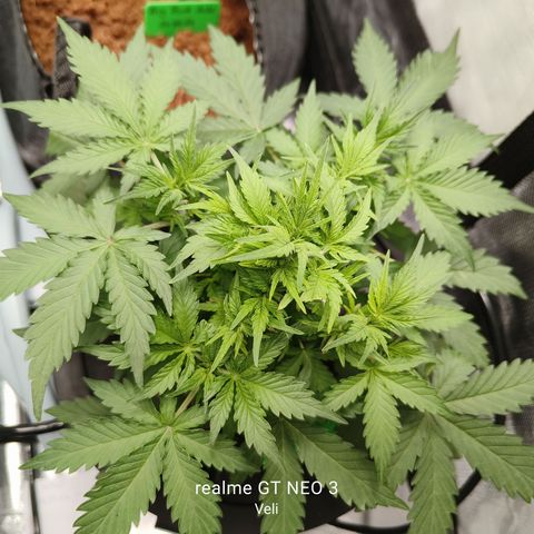 Lucky growlog timeline photo
