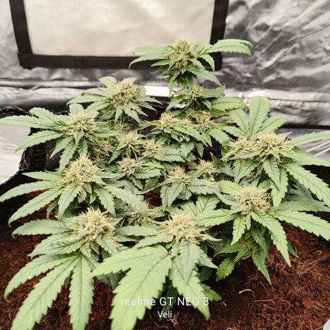 Gelato #420 growlog timeline photo
