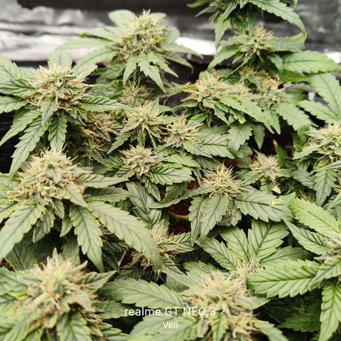 Gelato #420 growlog timeline photo