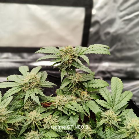 Gelato #420 growlog timeline photo