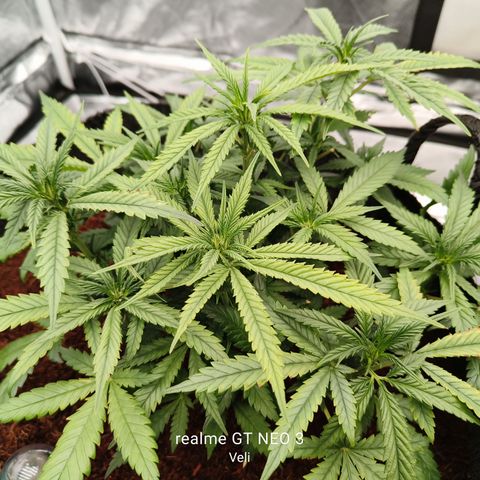 Atomical Haze growlog timeline photo
