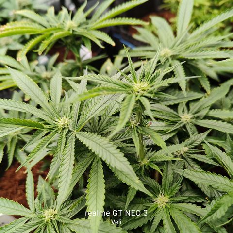 runz x layer cake growlog timeline photo