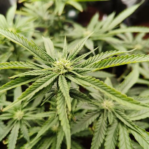 runz x layer cake growlog timeline photo