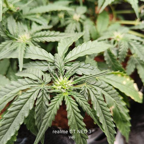 Tangerine Sorbet growlog timeline photo