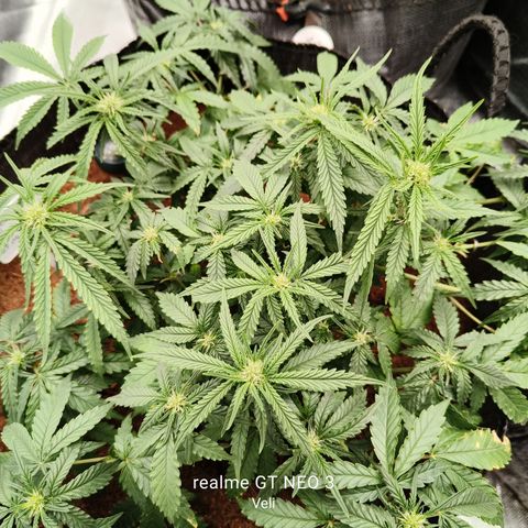 Tangerine Sorbet growlog timeline photo