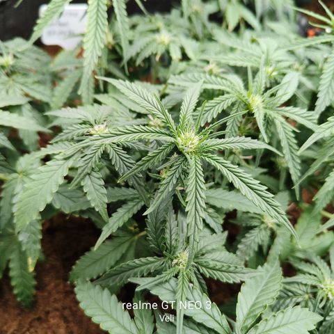 Tangerine Sorbet growlog timeline photo