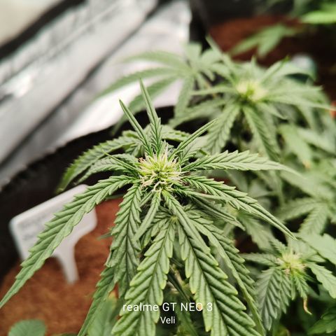 Tangerine Sorbet growlog timeline photo
