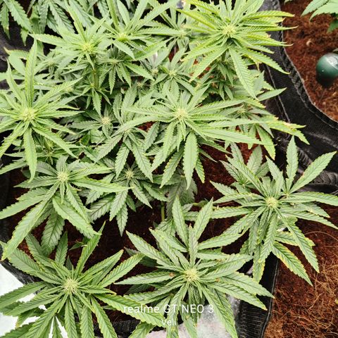 runz x layer cake growlog timeline photo