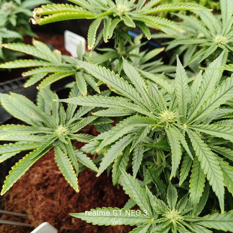 runz x layer cake growlog timeline photo