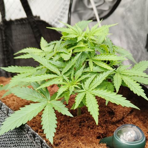 Big Bud Automatic growlog timeline photo