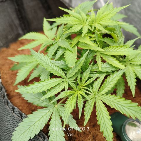 Big Bud Automatic growlog timeline photo