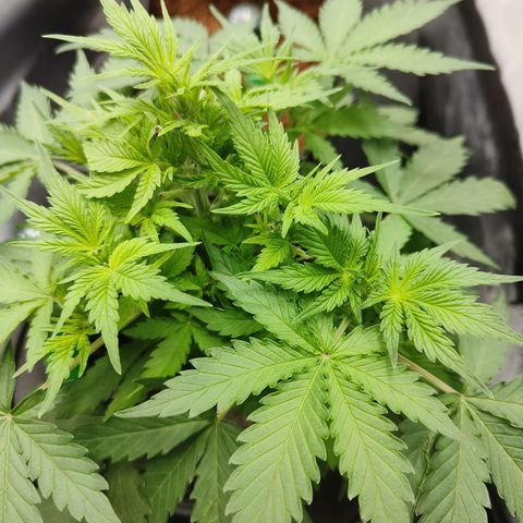 Lucky growlog timeline photo