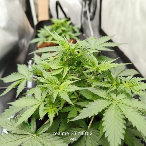 Lucky growlog timeline photo