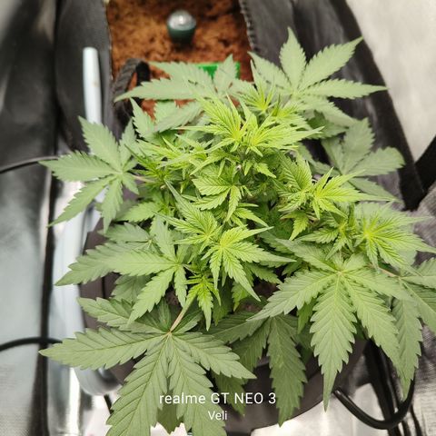 Lucky growlog timeline photo