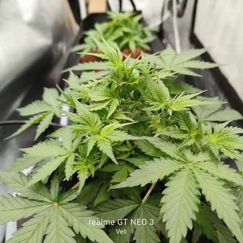 Lucky growlog timeline photo