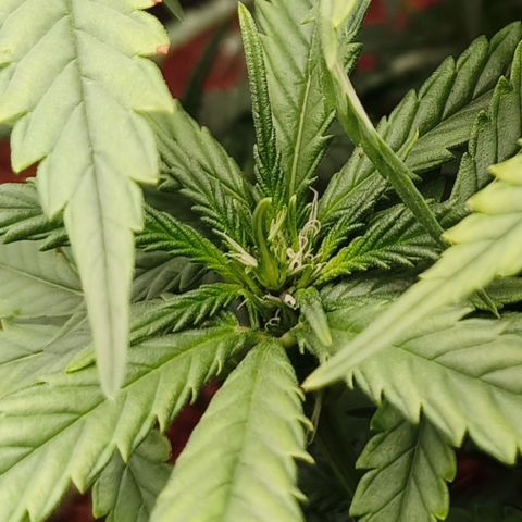 Atomical Haze growlog timeline photo