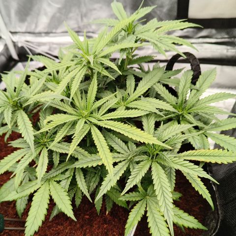 Atomical Haze growlog timeline photo