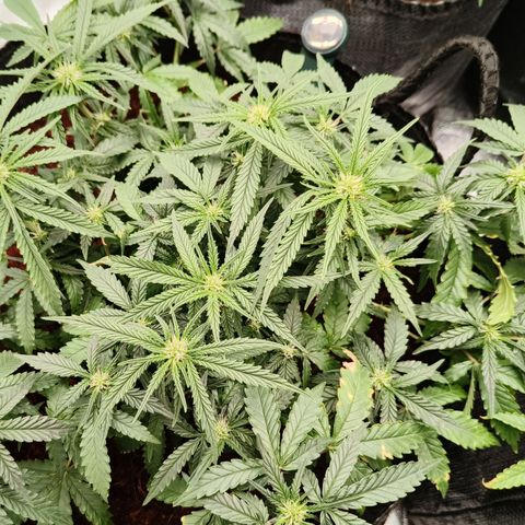 Tangerine Sorbet growlog timeline photo