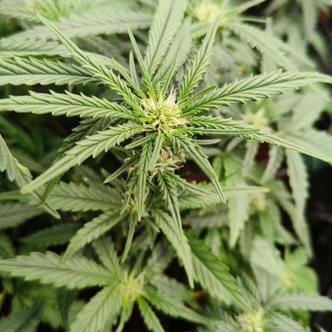 Tangerine Sorbet growlog timeline photo