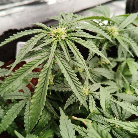 Tangerine Sorbet growlog timeline photo