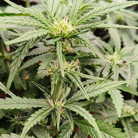 Tangerine Sorbet growlog timeline photo