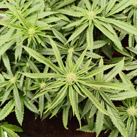 runz x layer cake growlog timeline photo