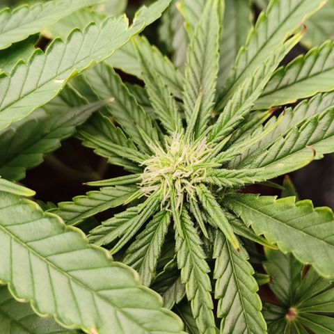 runz x layer cake growlog timeline photo
