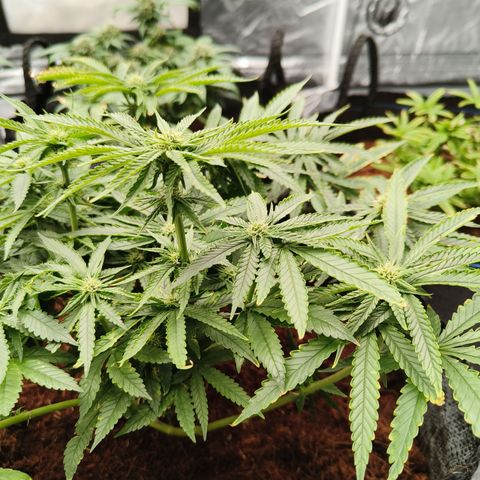 runz x layer cake growlog timeline photo