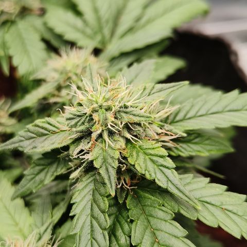 Gelato #420 growlog timeline photo