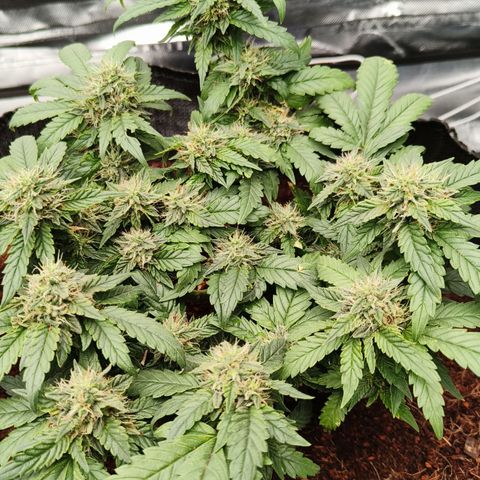 Gelato #420 growlog timeline photo