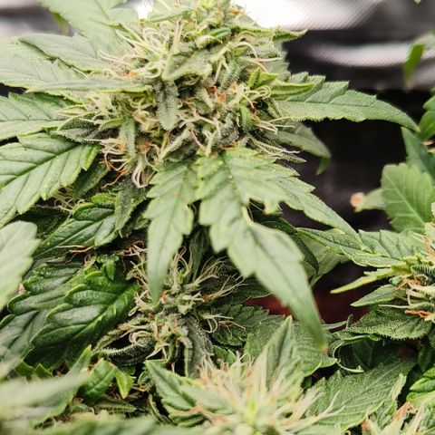 Gelato #420 growlog timeline photo