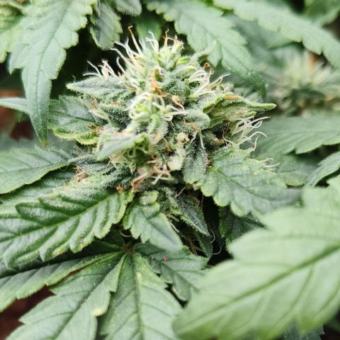 Gelato #420 growlog timeline photo
