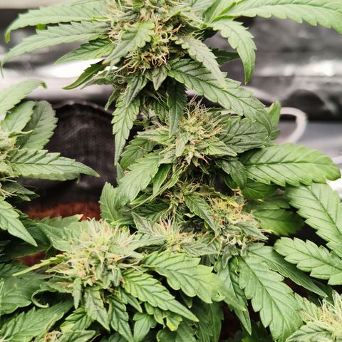 Gelato #420 growlog timeline photo